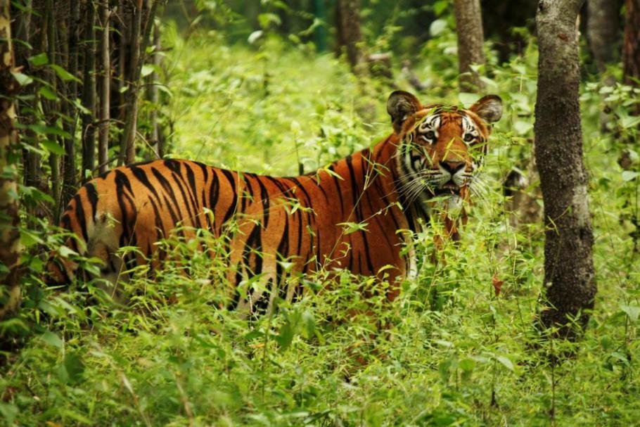 3-nights-4-days-tour-in-bardia-national-park99[1]