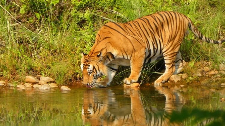 bardia-national-park-5[1]