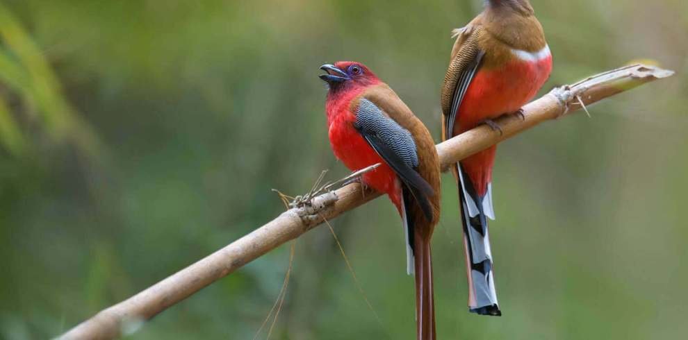 birdwatching-quest[1]