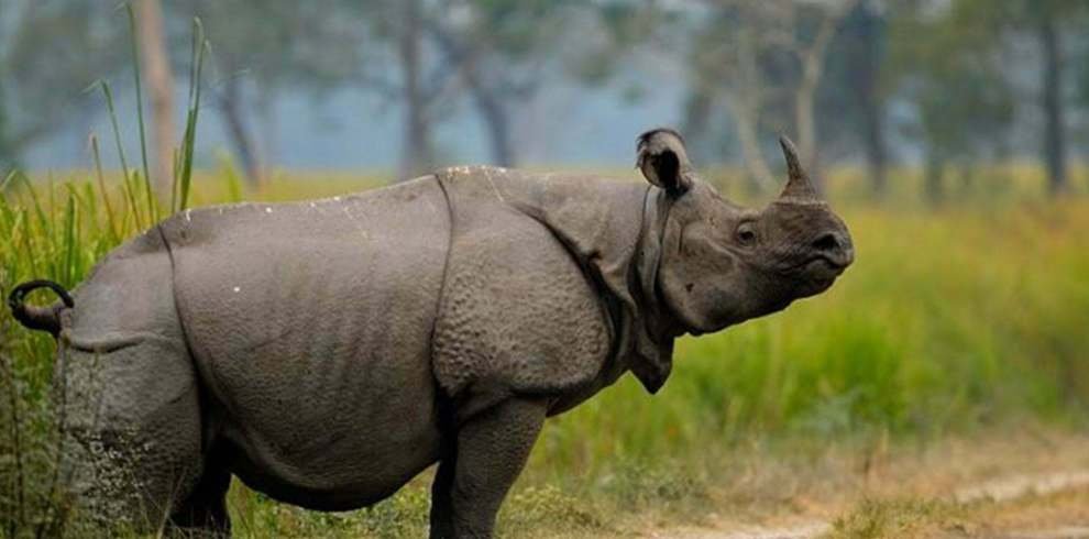 chitwan-national-park-tour[1]